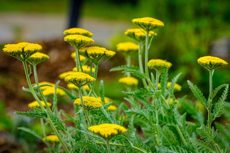 Yarrow Thrives In The Heat And Keeps Blooming When Other Plants Quit Yarrow Thrives In The Heat And Keeps Blooming When Other Plants Quit