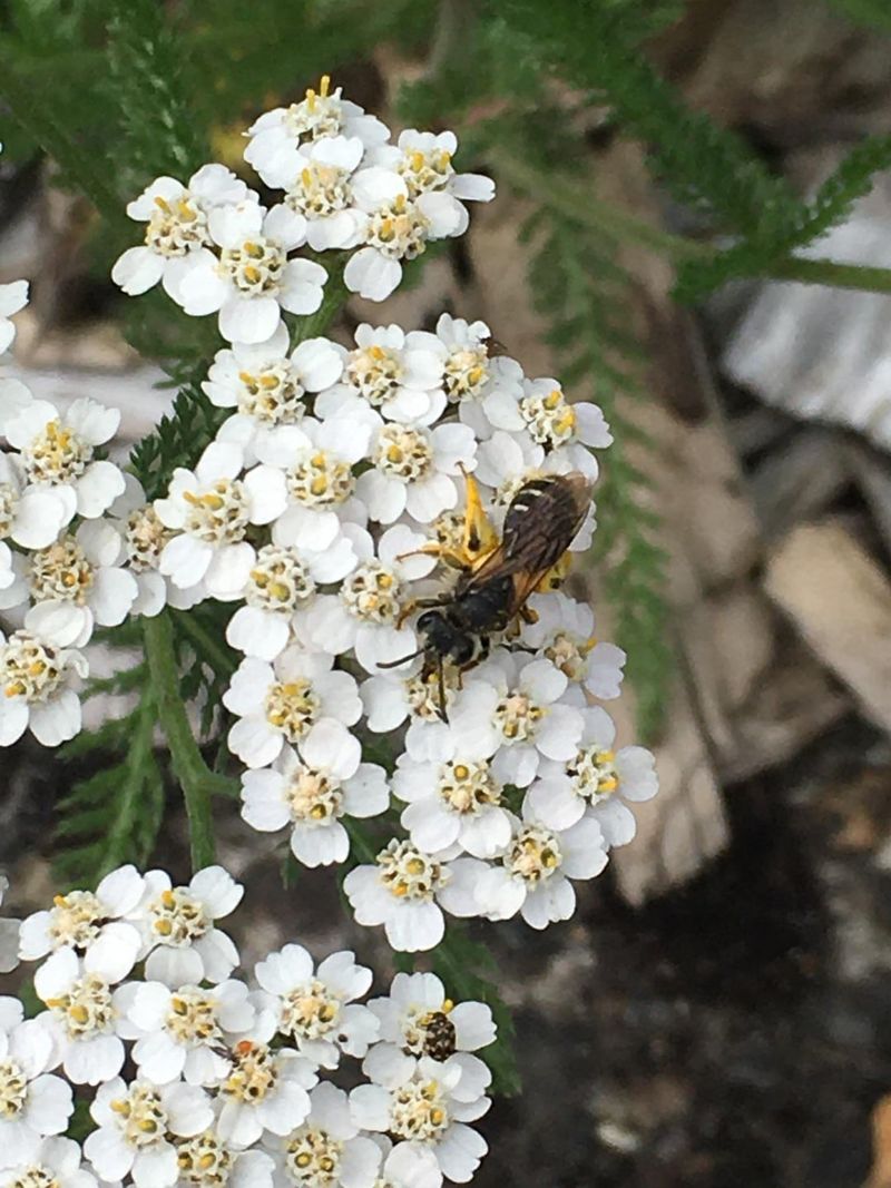 Yarrow Turns June Beds Into Beneficial-Insect Habitat
