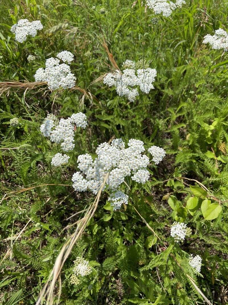 Yarrow Works Best In Sunny, Low-Traffic Areas