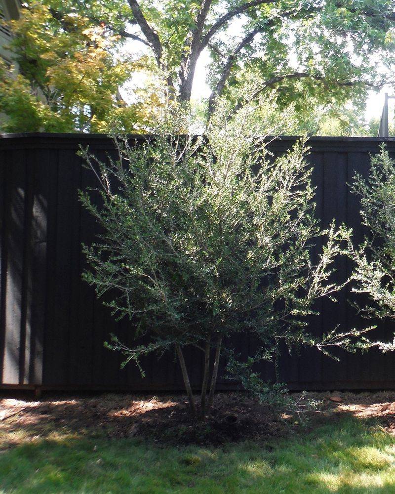 Yaupon Holly For Evergreen Fence Structure Yaupon Holly For Evergreen Fence Structure