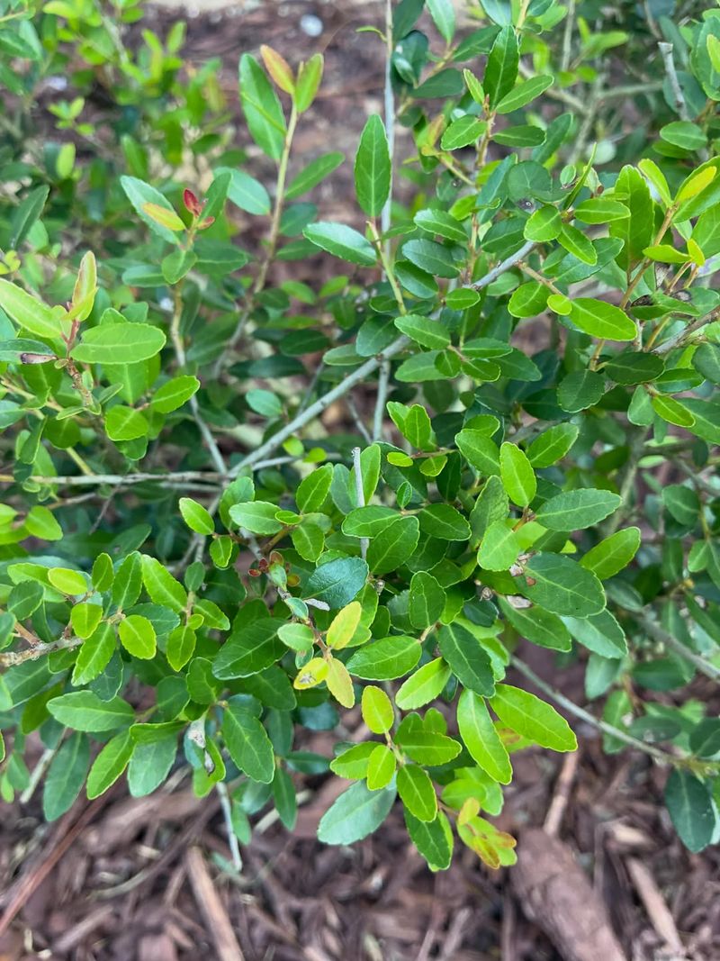 Yaupon Holly Gives Front Beds A Clean Native Evergreen