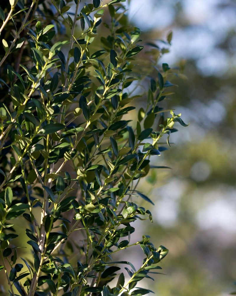Yaupon Holly Handles Sun And Part Shade