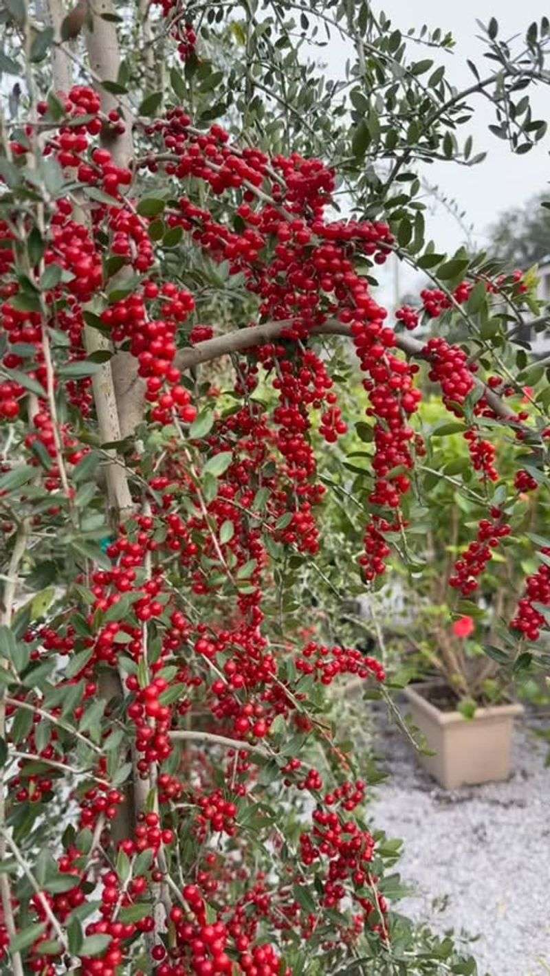 Yaupon Holly Holds Its Coverage Year-Round Yaupon Holly Holds Its Coverage Year-Round