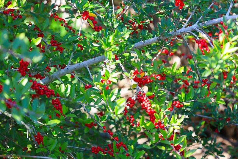 Yaupon Holly Offers Protection In All Seasons