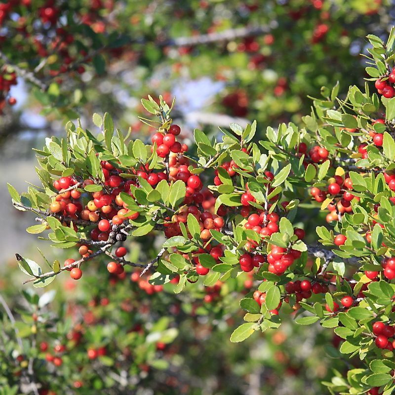 Yaupon Holly Works Where A Smaller Wind-Resistant Tree Fits