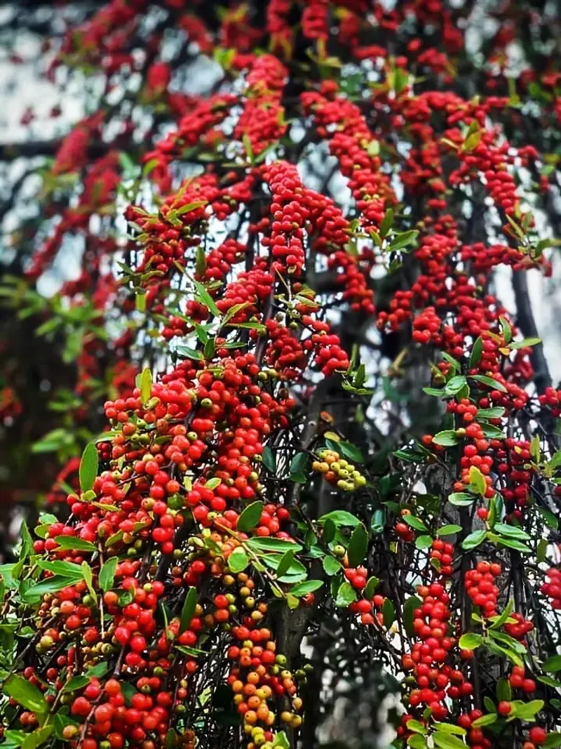 Yaupon Holly