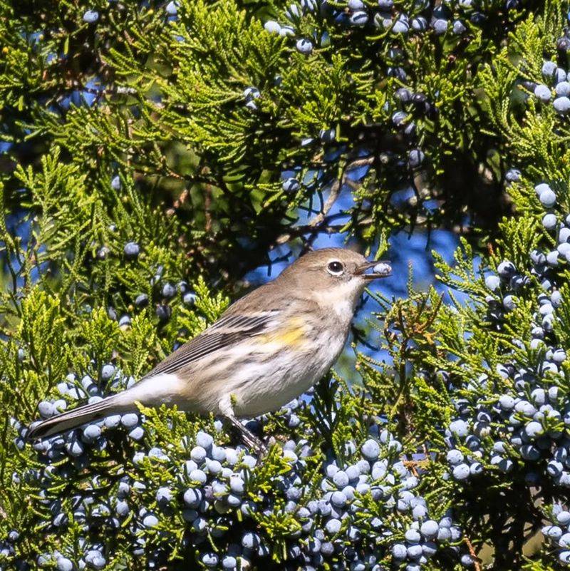 Year-Round Wildlife Support
