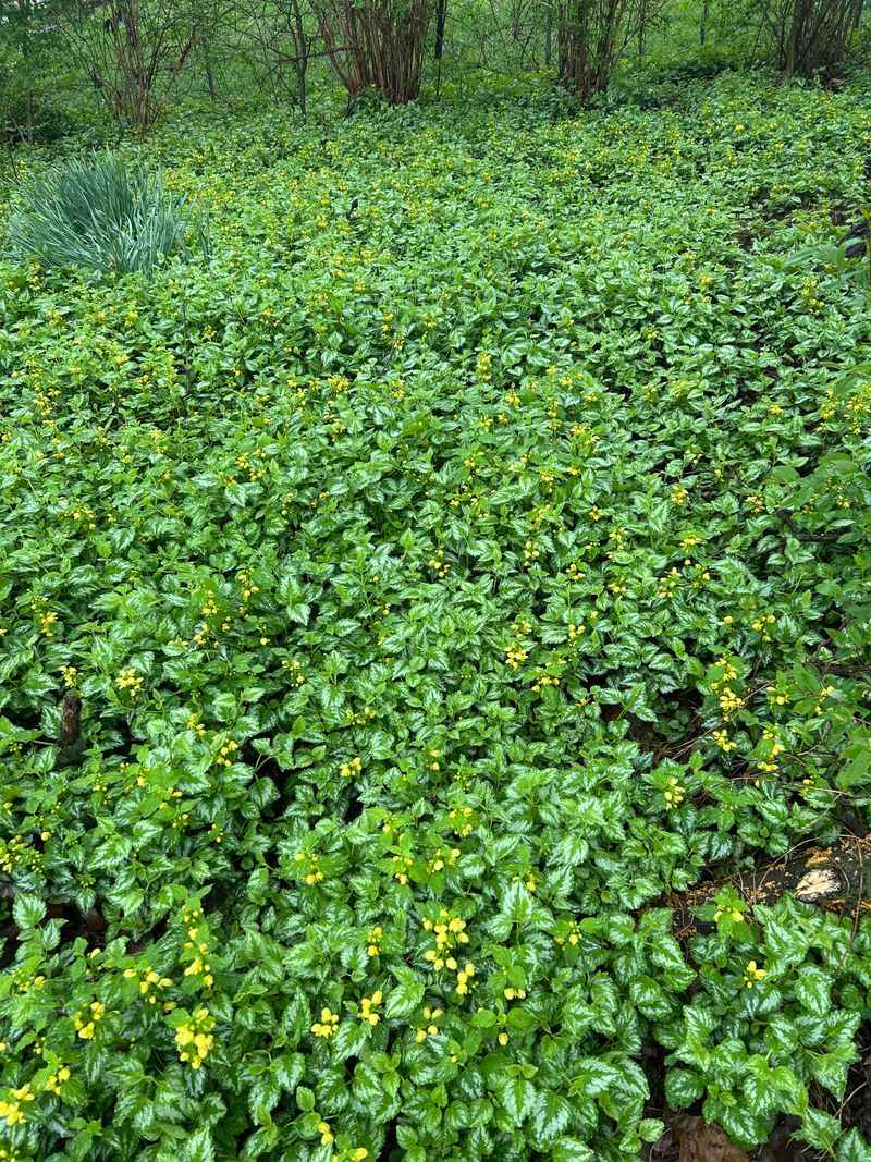 Yellow Archangel Escapes Shady Garden Beds Yellow Archangel Escapes Shady Garden Beds