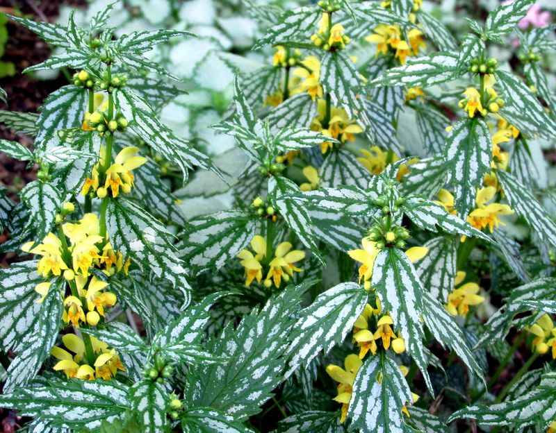 Yellow Archangel Spreads Through Shade Beds Yellow Archangel Spreads Through Shade Beds