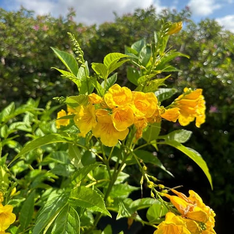 Yellow Bells Flower Best During Long Warm Months