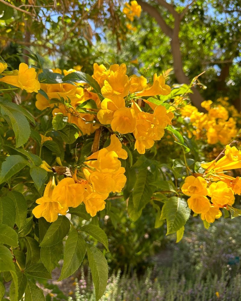 Yellow Bells Rarely Pause Once Monsoon Rains Arrive Yellow Bells Rarely Pause Once Monsoon Rains Arrive