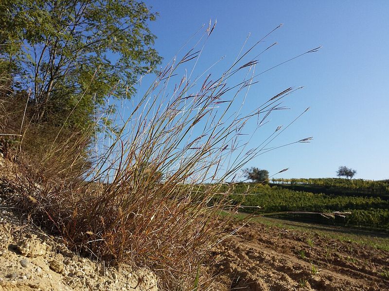 Yellow Bluestem Closely Resembles Several Native Grasses Yellow Bluestem Closely Resembles Several Native Grasses