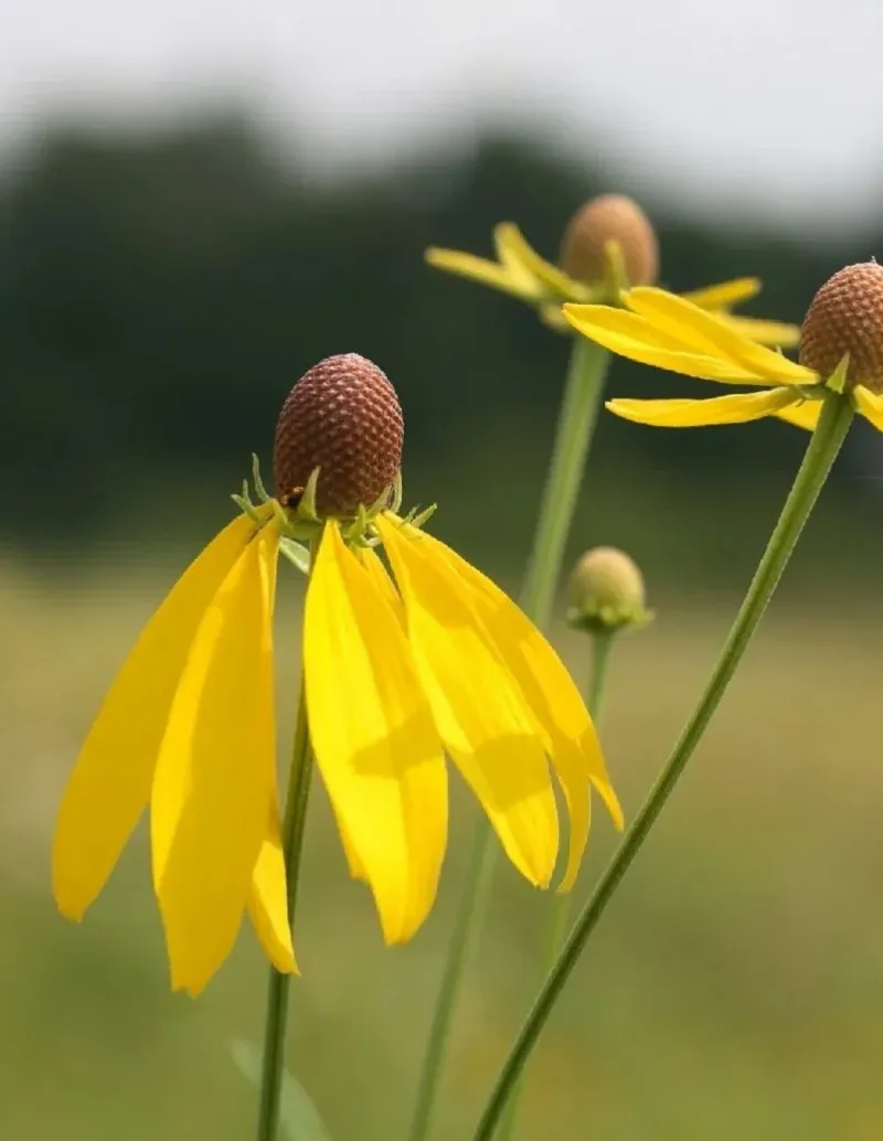 Yellow Coneflower Holds Bird-Friendly Seeds Yellow Coneflower Holds Bird-Friendly Seeds