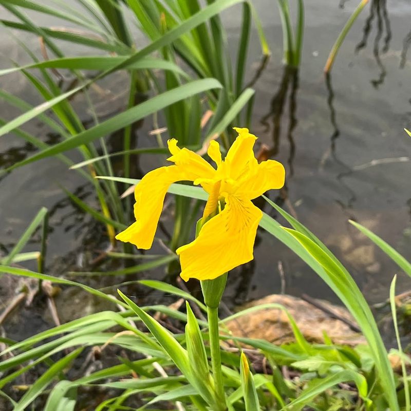 Yellow Flag Iris Escapes Wet Garden Corners Yellow Flag Iris Escapes Wet Garden Corners