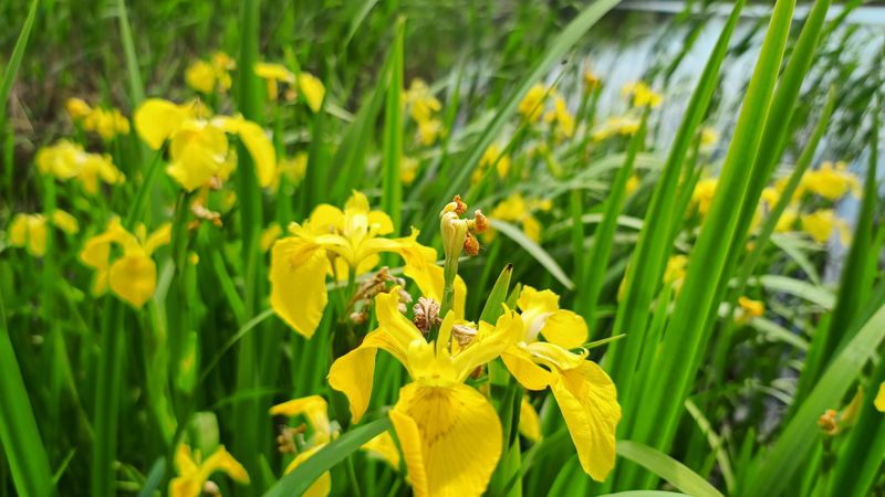 Yellow Flag Iris Moves Through Wet Soil