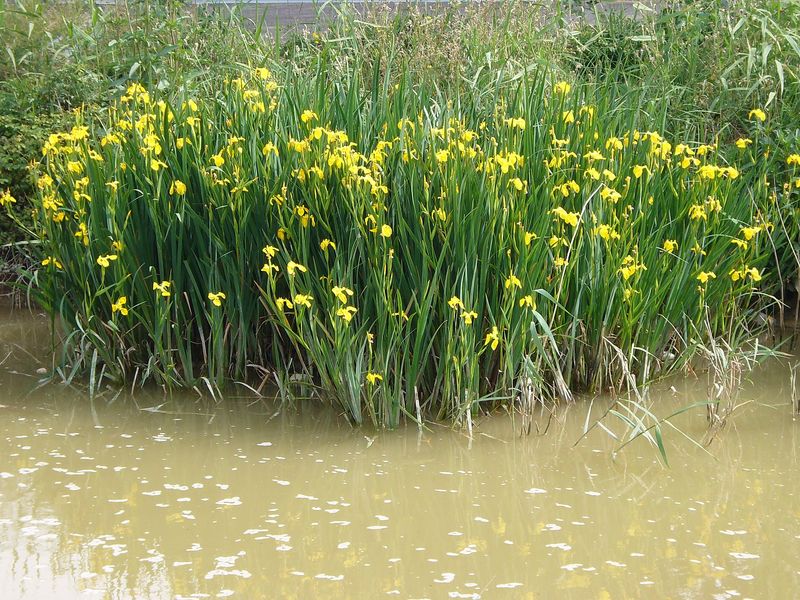 Yellow Flag Iris Spreads Along Wet Edges Yellow Flag Iris Spreads Along Wet Edges
