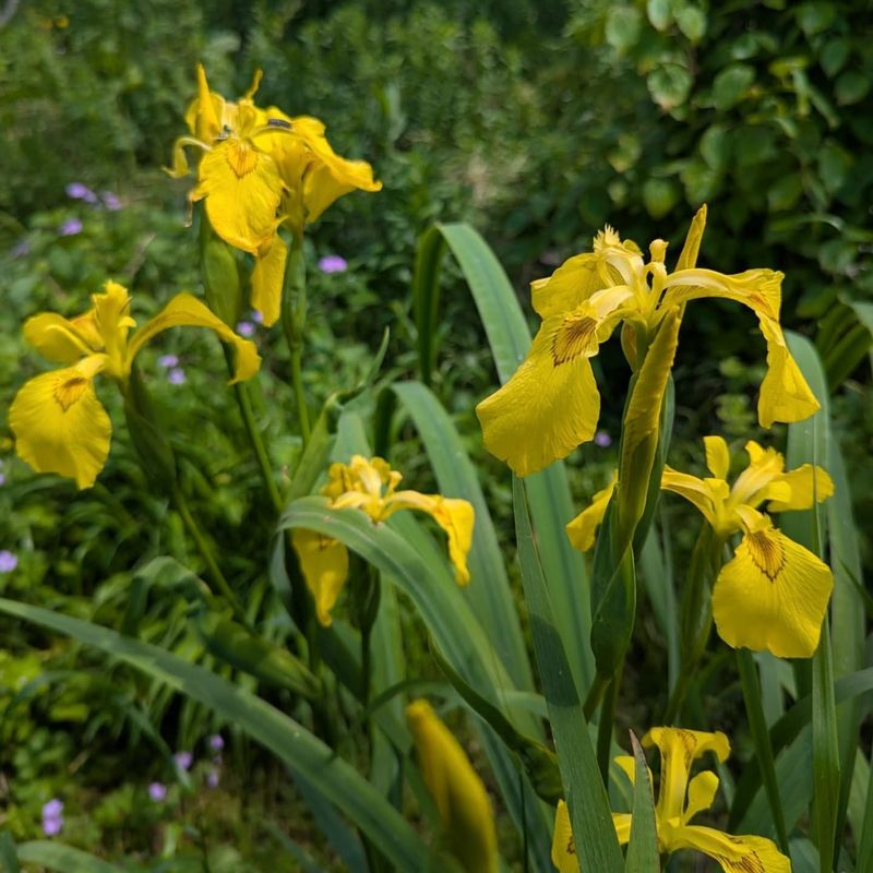 Yellow Flag Iris Takes Over Wet Spots Yellow Flag Iris Takes Over Wet Spots