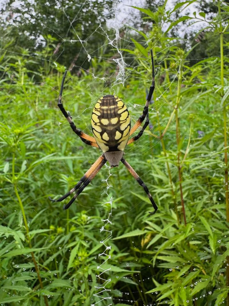 Yellow Garden Spiders Catch Pests Before They Reach Your Plants