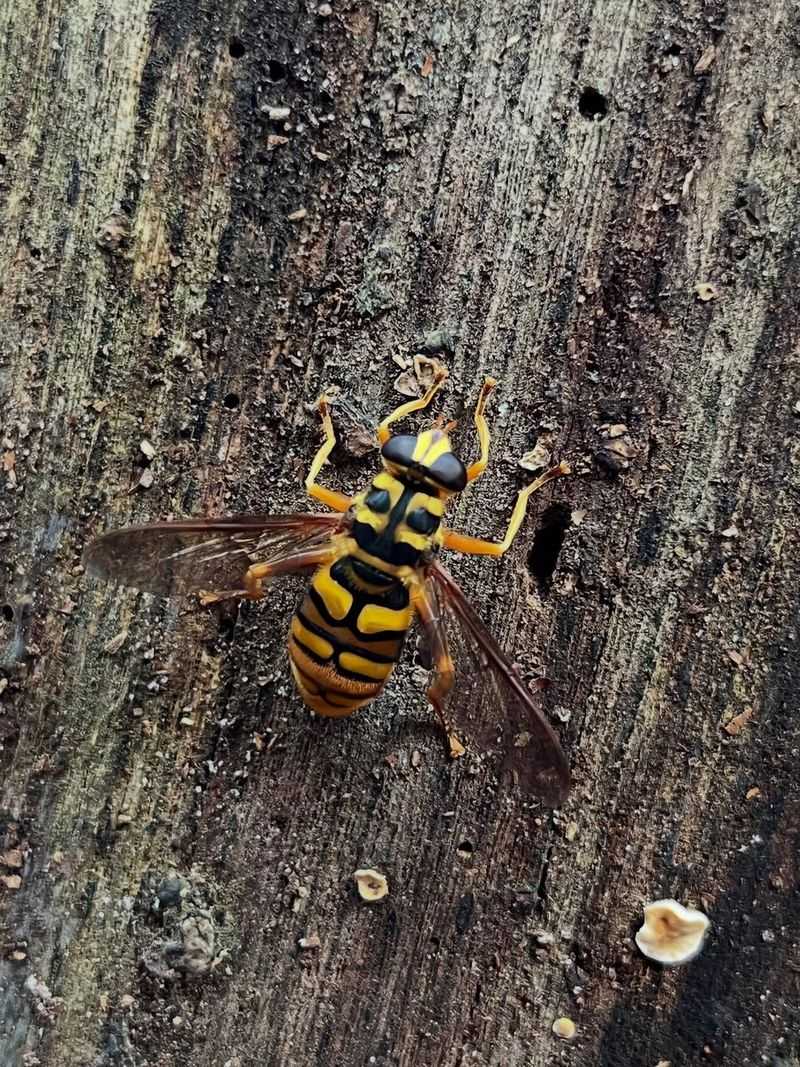 Yellow Jackets Help Remove Pest Insects