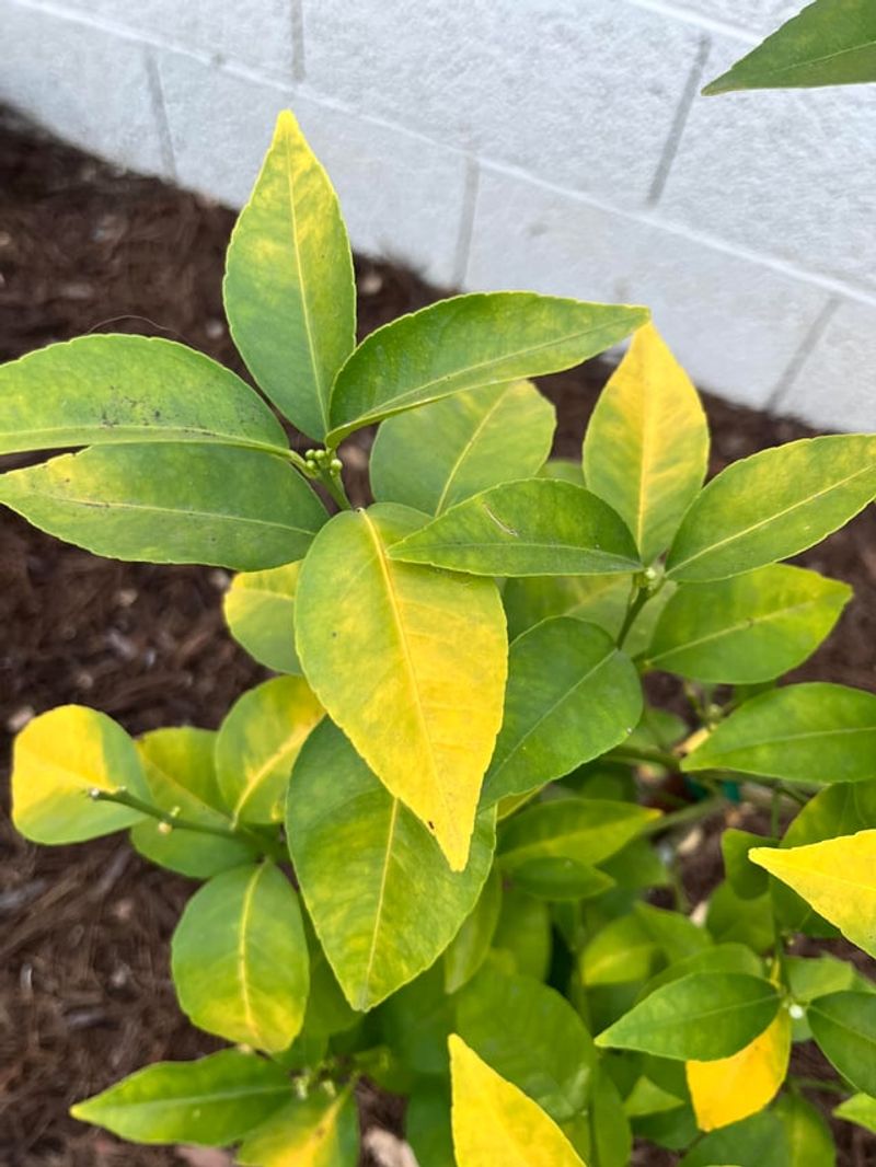 Yellow Leaves Appear Even With Regular Watering