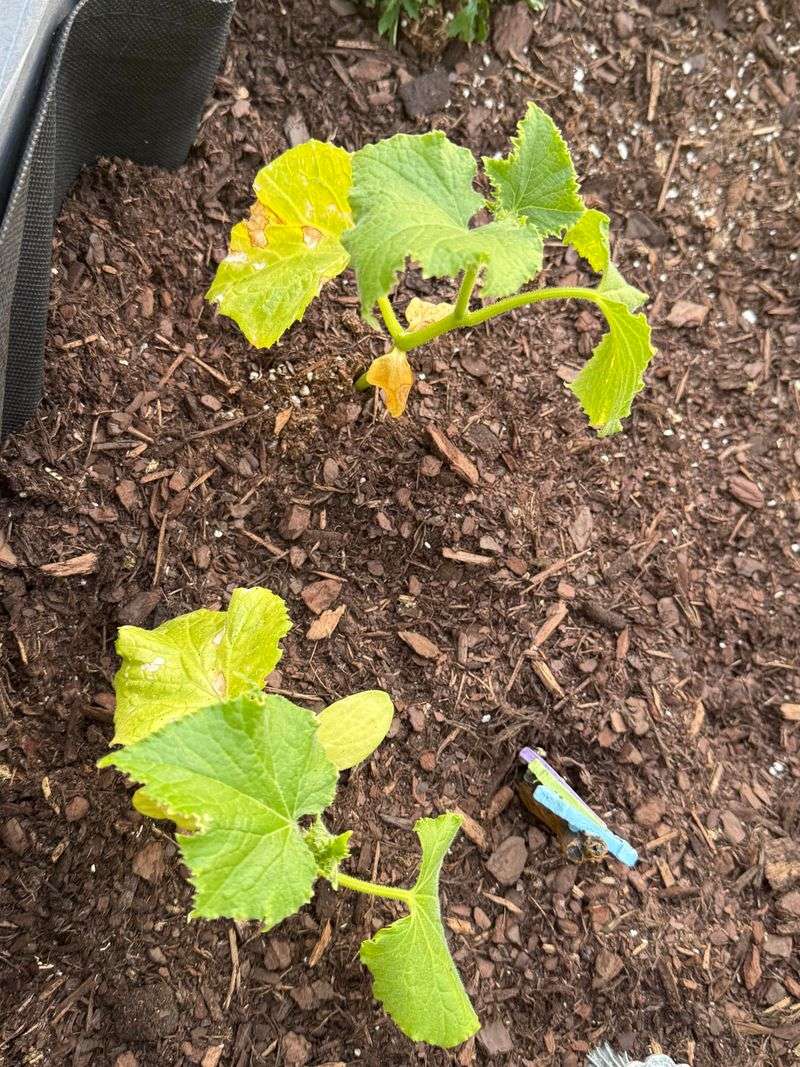 Yellow Leaves Are The Soil's First Warning About Too Much Water Yellow Leaves Are The Soil's First Warning About Too Much Water