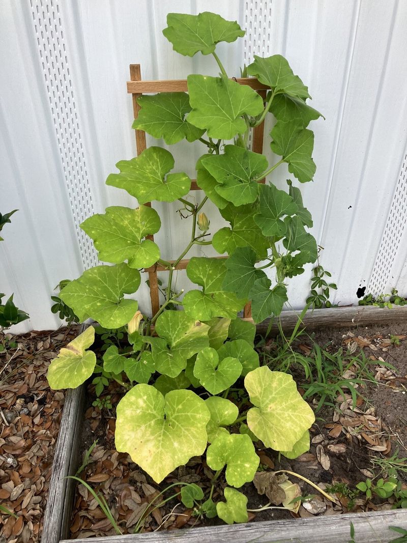 Yellow Leaves Can Point To Several Problems