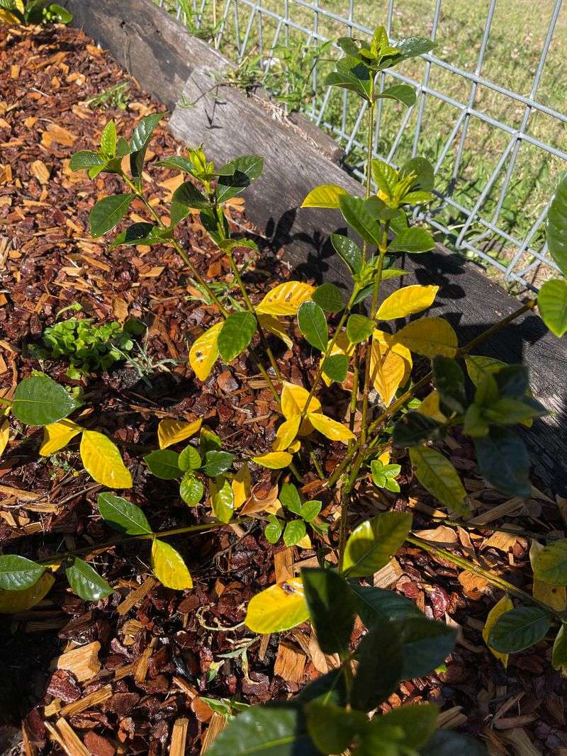 Yellow Leaves Can Send The Wrong Message Yellow Leaves Can Send The Wrong Message