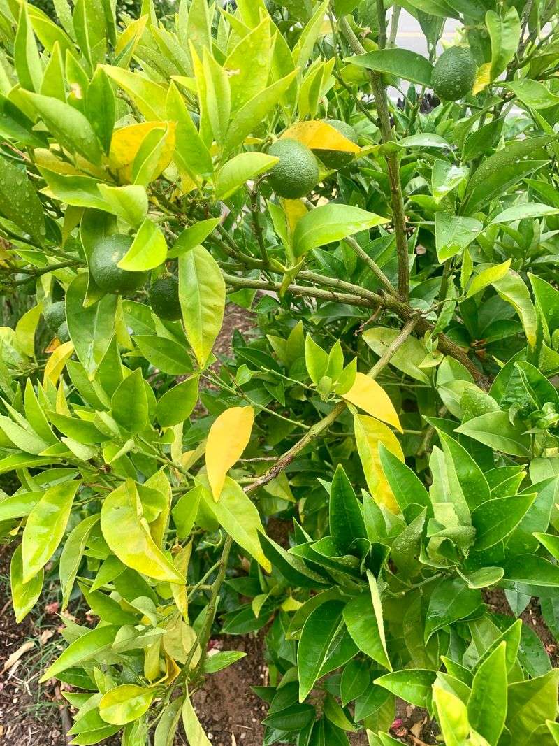 Yellow Leaves Can Signal Waterlogged Roots