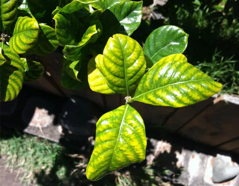 Yellow Leaves Often Point Below The Soil