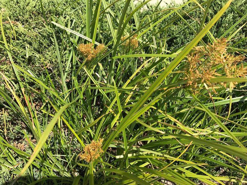 Yellow Nutsedge Is Common In California