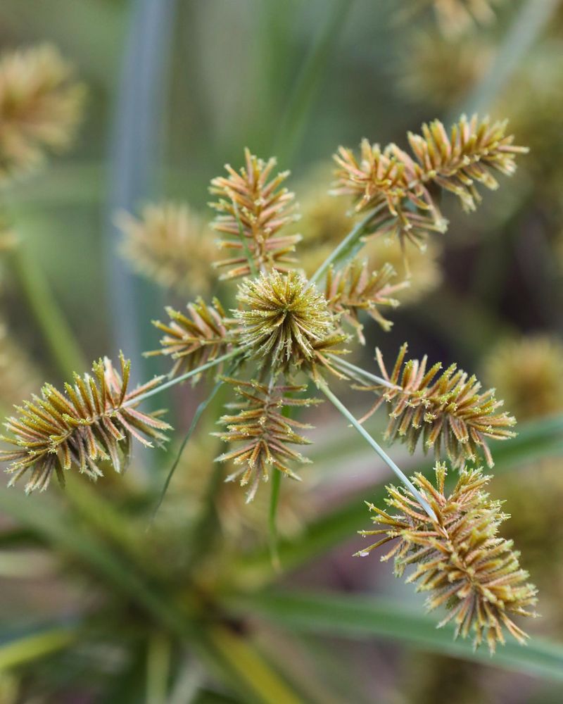 Yellow Nutsedge 
