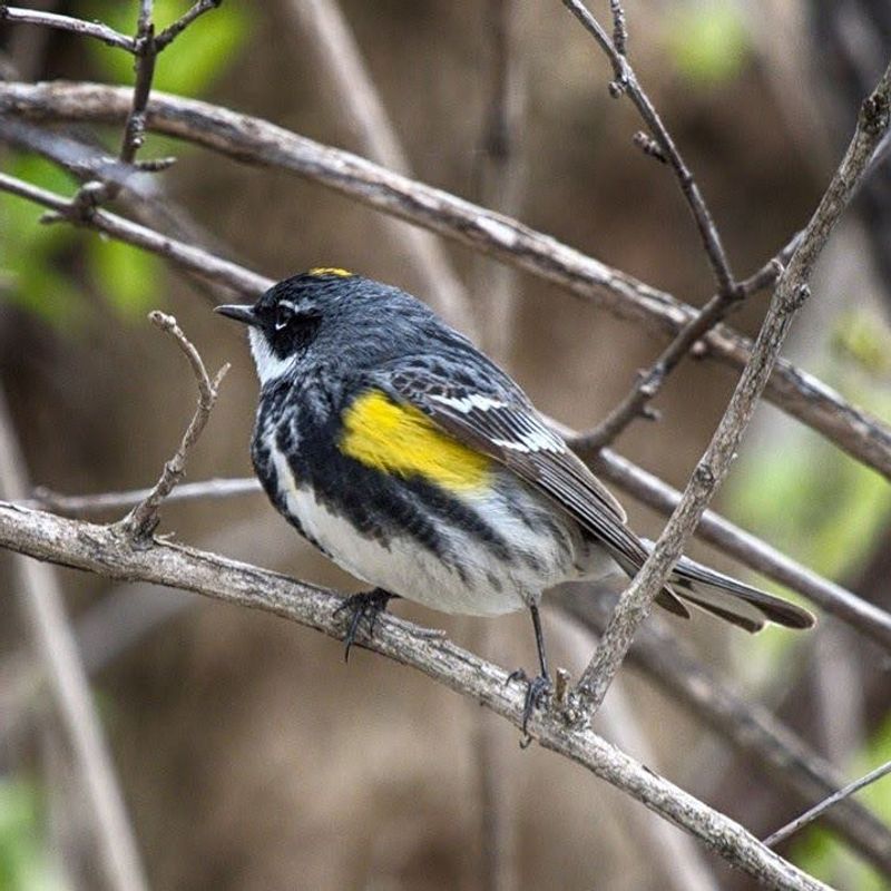 Yellow-Rumped Warblers Are The Famous Visitors