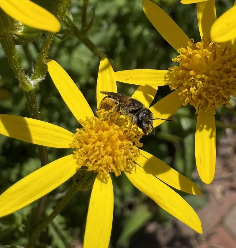 Yellow Spring Flowers Brighten Shade