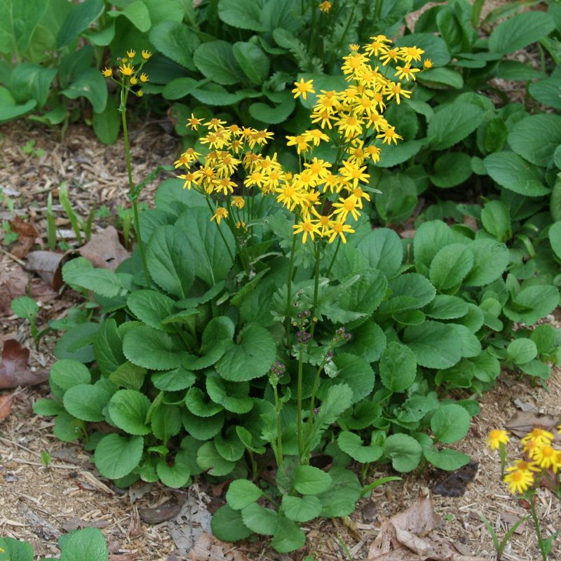 Yellow Spring Flowers Brighten Woodland Edges