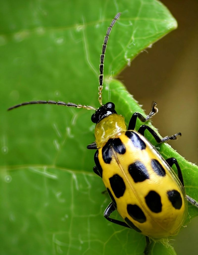 Yellow Sticky Traps Can Help Monitor Activity Yellow Sticky Traps Can Help Monitor Activity