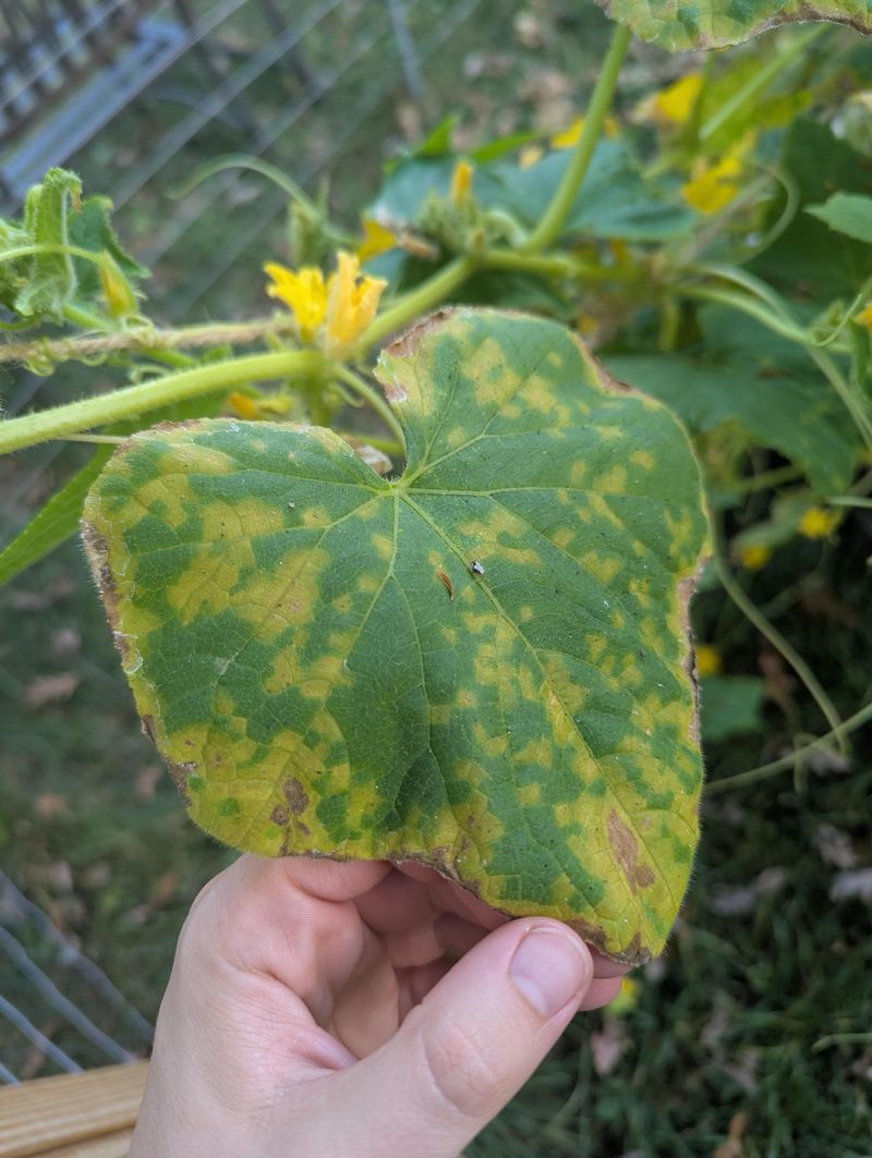 Yellowing Between Leaf Veins
