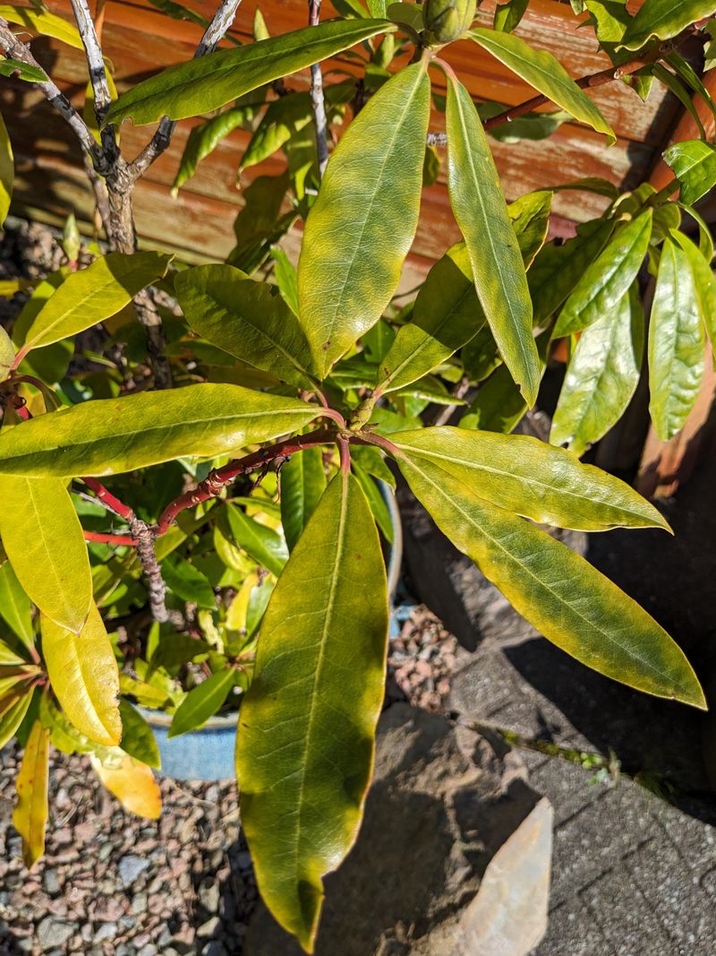 Yellowing Leaves And Weak Color Yellowing Leaves And Weak Color