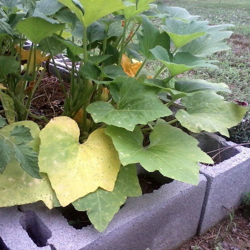 Yellowing Leaves Despite Regular Watering Yellowing Leaves Despite Regular Watering