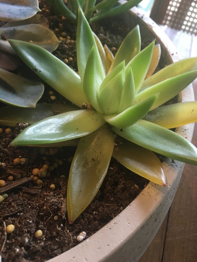 Yellowing Leaves May Signal Excess Moisture Yellowing Leaves May Signal Excess Moisture
