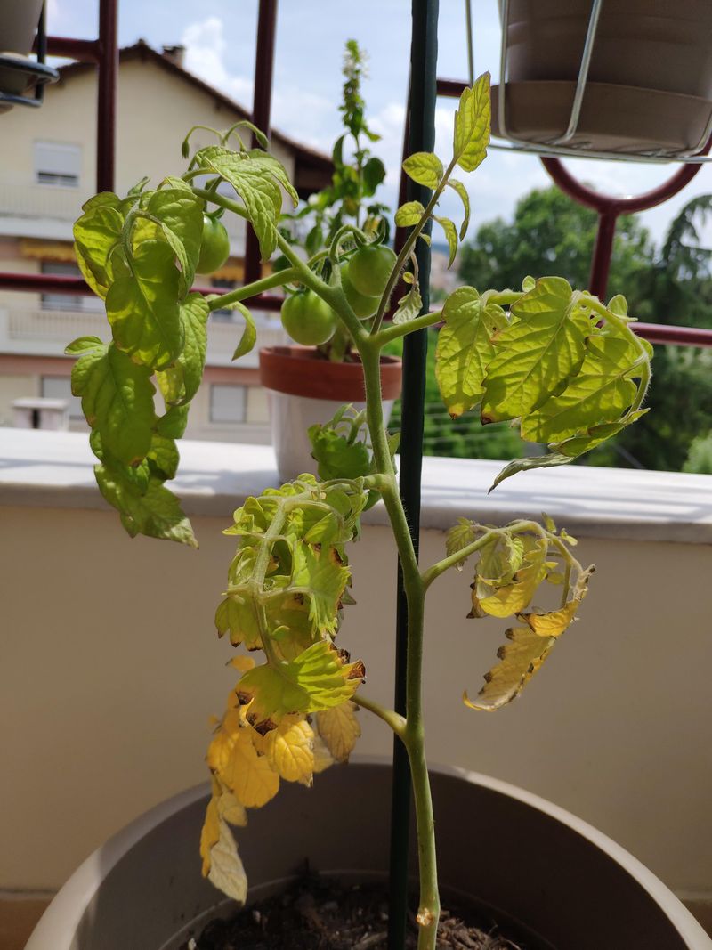 Yellowing Leaves