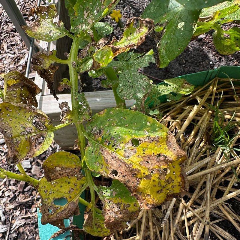 Yellowing Lower Leaves With Dark Spots