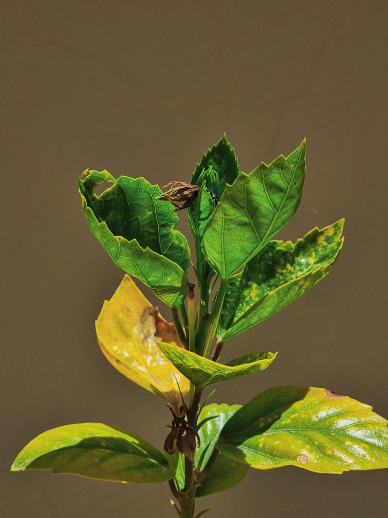Yellowing Or Browning At Leaf Edges And Tips Yellowing Or Browning At Leaf Edges And Tips