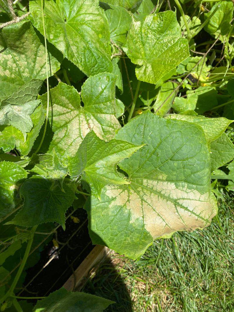 Yellowing Or Browning Leaf Edges