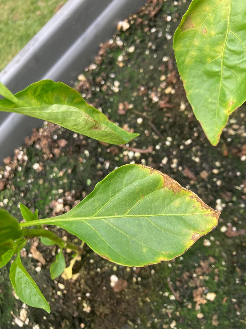 Yellowing Or Scorched Leaf Tips