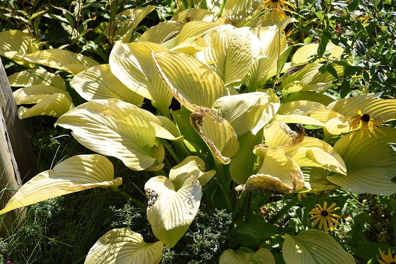 Yellowing Or Wilting Leaves