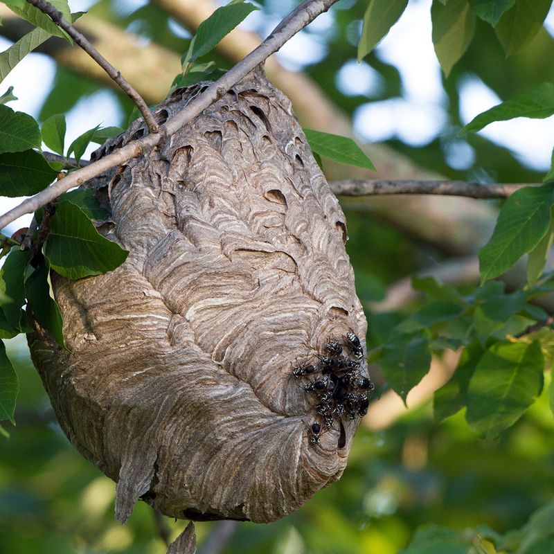 Yellowjacket Nests Need Extra Caution Yellowjacket Nests Need Extra Caution