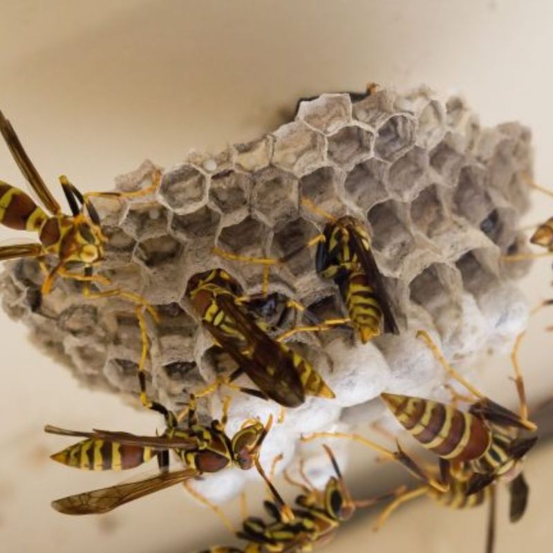 Yellowjackets Found A Hidden Cavity Yellowjackets Found A Hidden Cavity