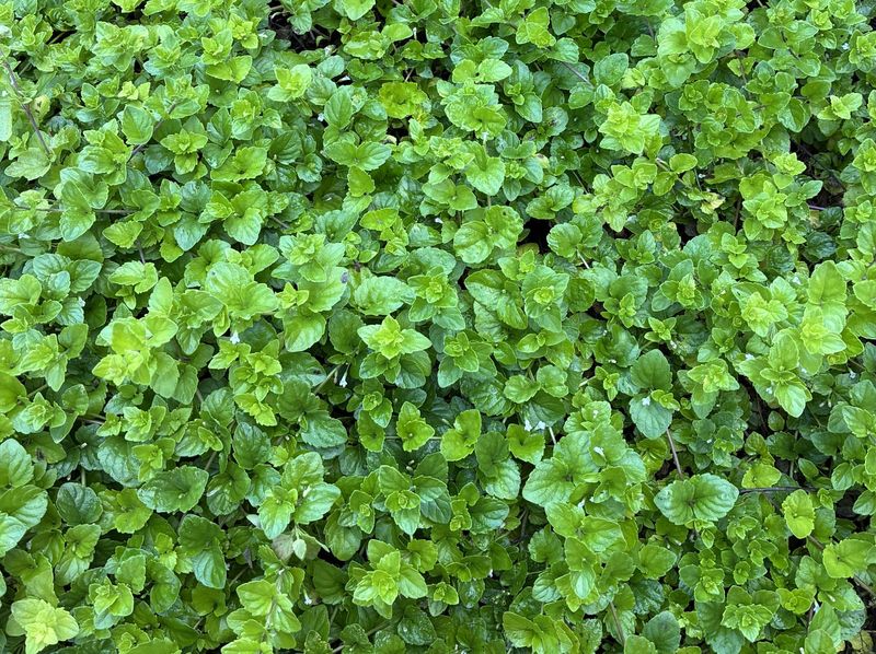 Yerba Buena Adds Fragrance Beneath Trees Yerba Buena Adds Fragrance Beneath Trees