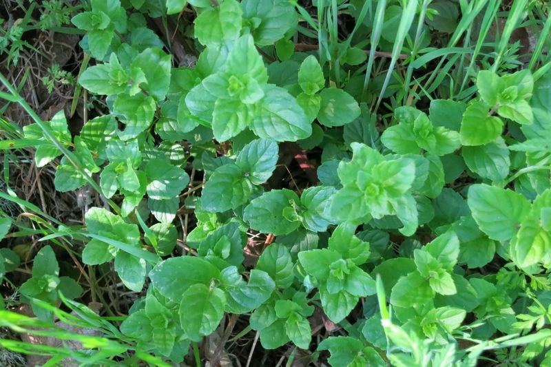 Yerba Buena Brings Fragrance To Shady Path Edges Yerba Buena Brings Fragrance To Shady Path Edges