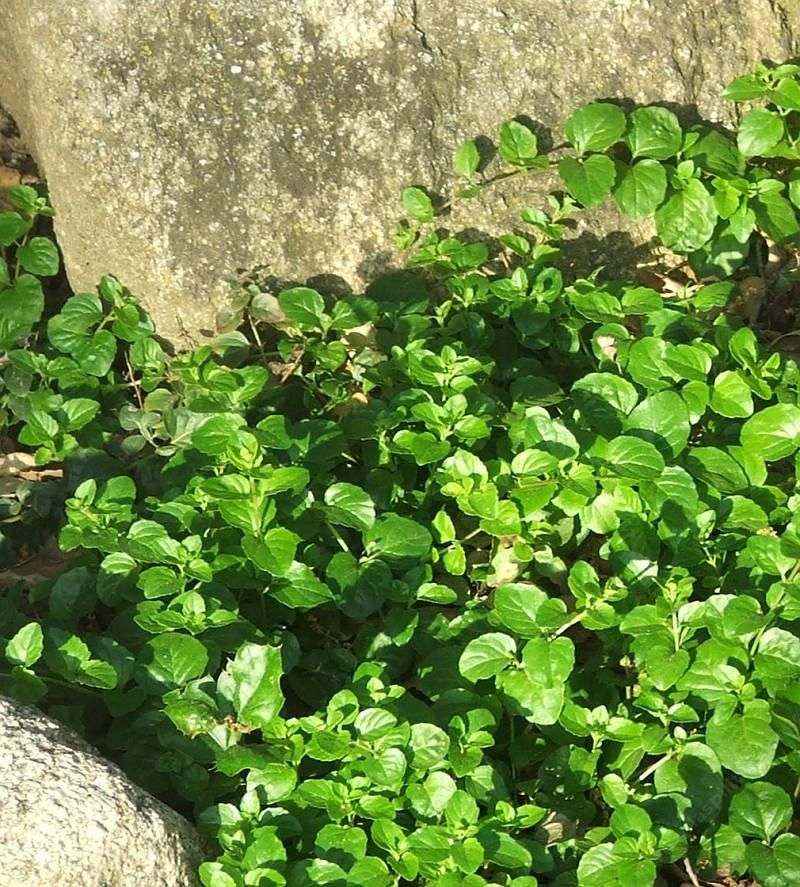 Yerba Buena Covers Cool Shade With Fragrant Native Leaves
